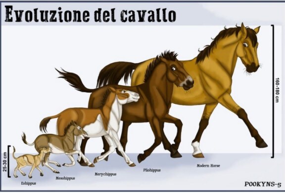 Chi era l’Eohippus, l’antenato del cavallo