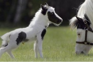 Il cavallo più piccolo al mondo pronto per il Guinness dei primati