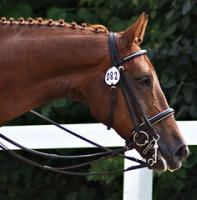 Dressage: Coppa Italia, successo per la prima tappa del circuito