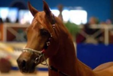 RomaCavalli allarga gli orizzonti equestri