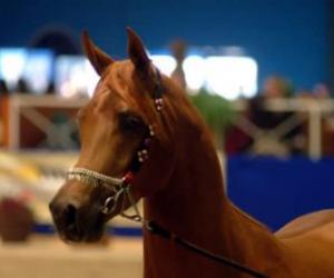 RomaCavalli allarga gli orizzonti equestri