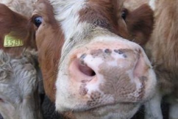 Se non posso avere un cavallo, terrò una mucca