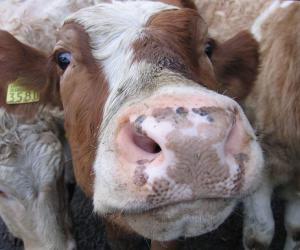 Se non posso avere un cavallo, terrò una mucca