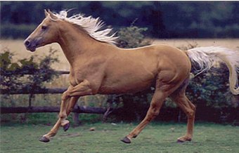 American Quarter Horse
