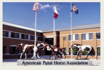 American Paint Horse Association