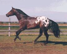 Appaloosa Horse Club