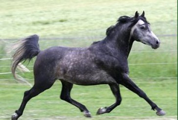 Associazione Italiana Cavallo Quarab