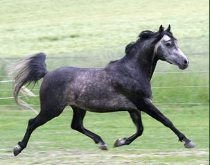 Associazione Italiana Cavallo Quarab