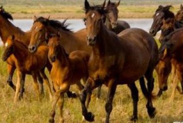 Grosseto Festival dei Cavalli 2011