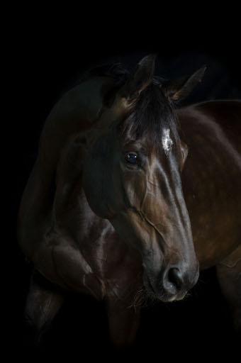 L’incuria del cavallo equivale al maltrattamento