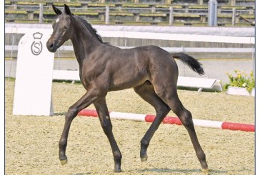 50. Oldenburger Jubiläums-Summer-Mixed-Sales: 105.000 euro per il figlio di Totilas