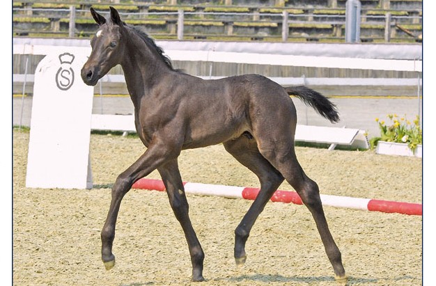 50. Oldenburger Jubiläums-Summer-Mixed-Sales: 105.000 euro per il figlio di Totilas