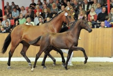 Asta Elite cavallo Oldenburg: 200.000 euro per un foal da Ampere