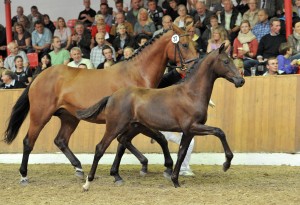 Asta Elite cavallo Oldenburg: 200.000 euro per un foal da Ampere