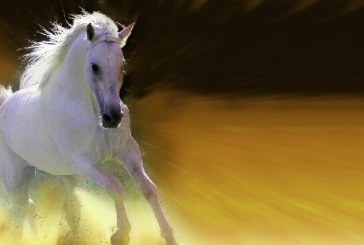 A Città di Castello la 46esima Mostra Nazionale del cavallo