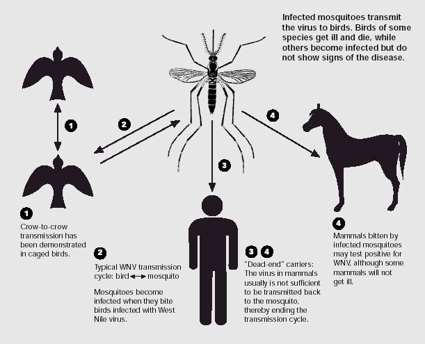 I sintomi del virus West Nile: uomo e cavallo a confronto