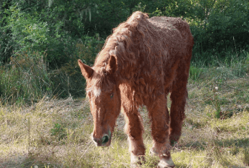 Il trattamento della sindrome di Cushing nel cavallo