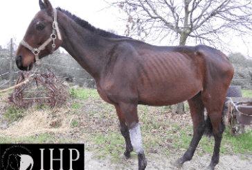 Cavalli sequestrati dalla polizia da adottare a Catania