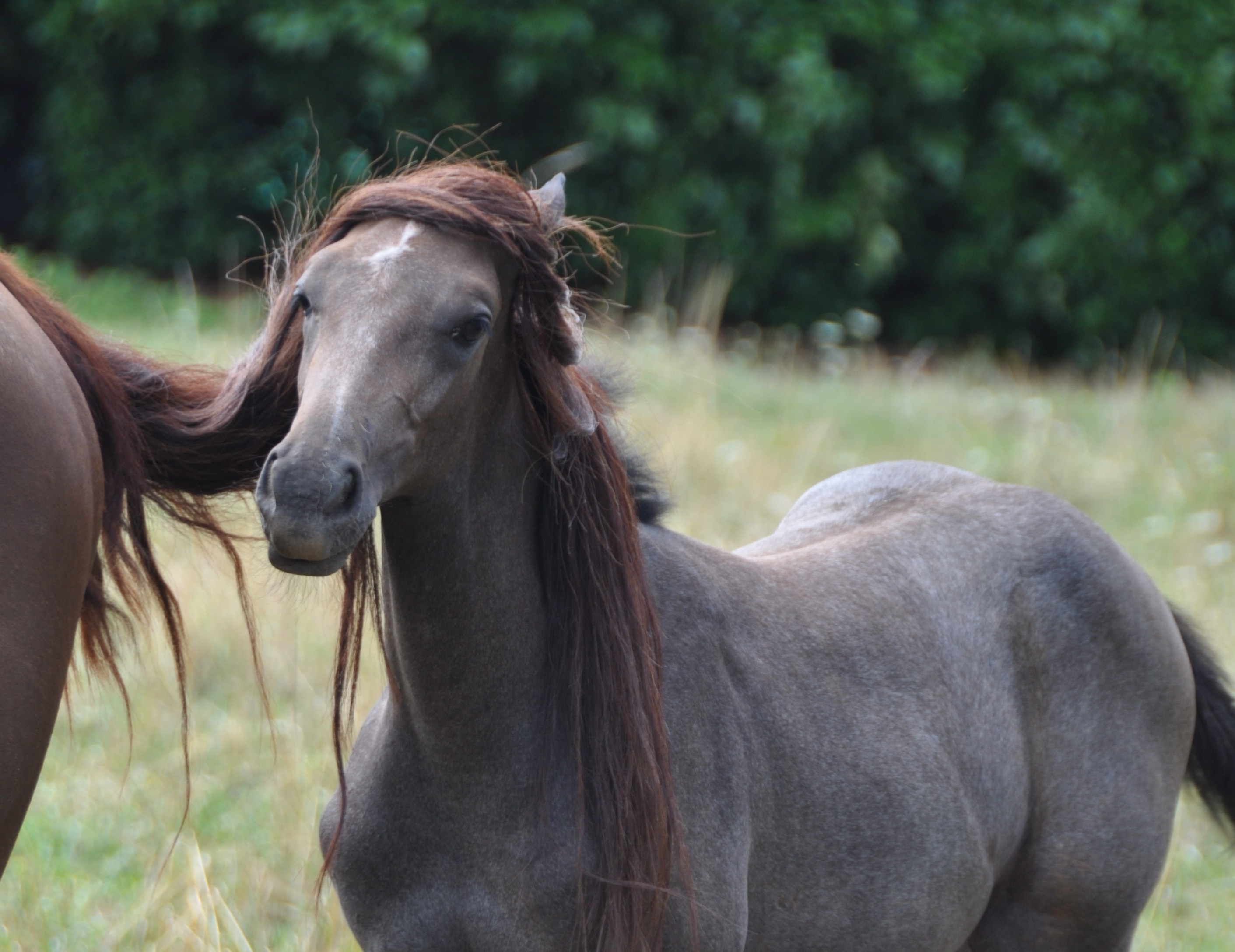 Un cavallo di rara intelligenza (video)
