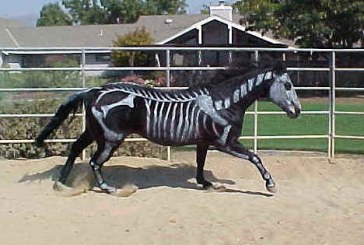 Halloween al maneggio tra pony e zucche