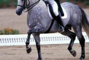 Lo spettacolo della Scuola Reale Andalusa