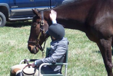 Cavallo, animale d’affezione