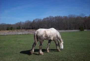 Cavalli a fine carriera: è in arrivo la pensione europea?