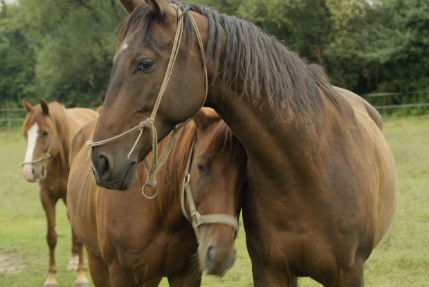 San Valentino a cavallo