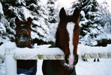 A Modena una galoppata nella neve