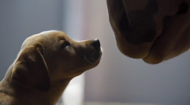 Un cucciolo e un cavallo: così la Budweiser ci commuove