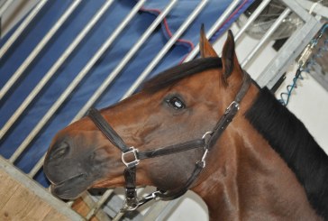 Vita di scuderia allo Csio di Piazza di Siena
