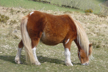 I camp estivi al maneggio La Bastide