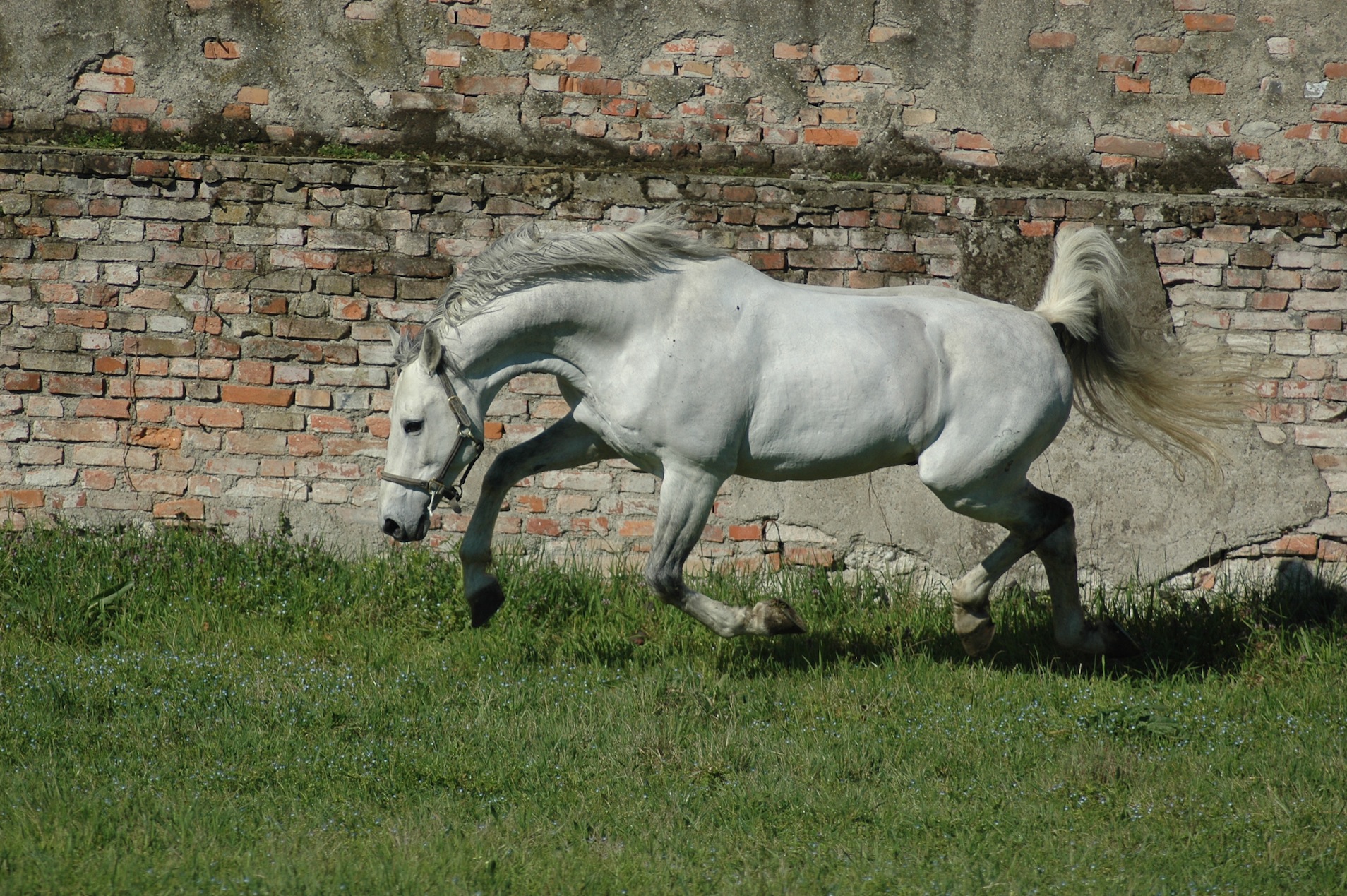 Athletico, il saltatore del Centro Equino Arcadia