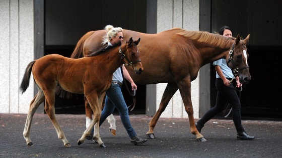 Il primo figlio di Frankel venduto all’asta per 1.15 milioni di £