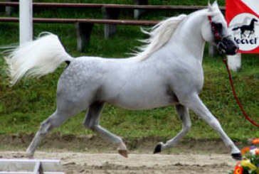 Il Cavallo Arabo