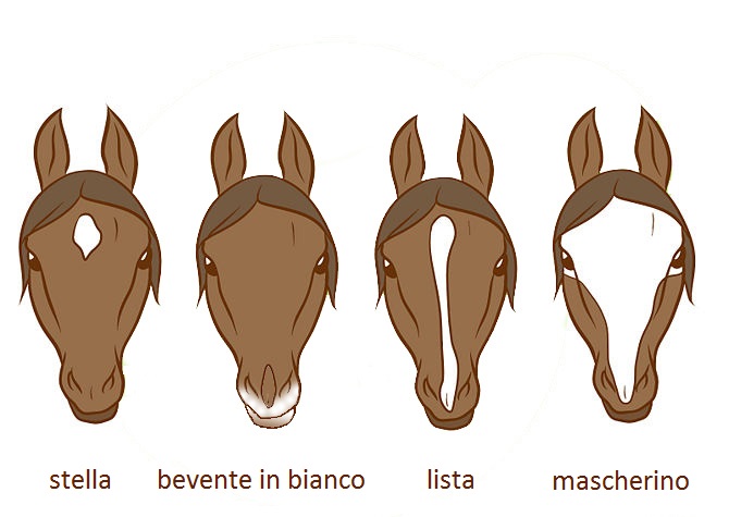 Risultati immagini per marcature cavalli