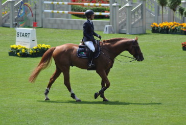 L’Arabia Saudita compra Old Chap Tame