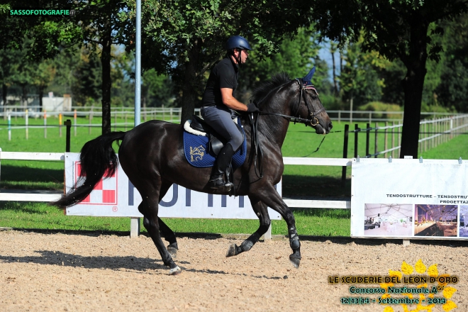 Lolita E.H., genealogia da dressage con talento per il salto ostacoli