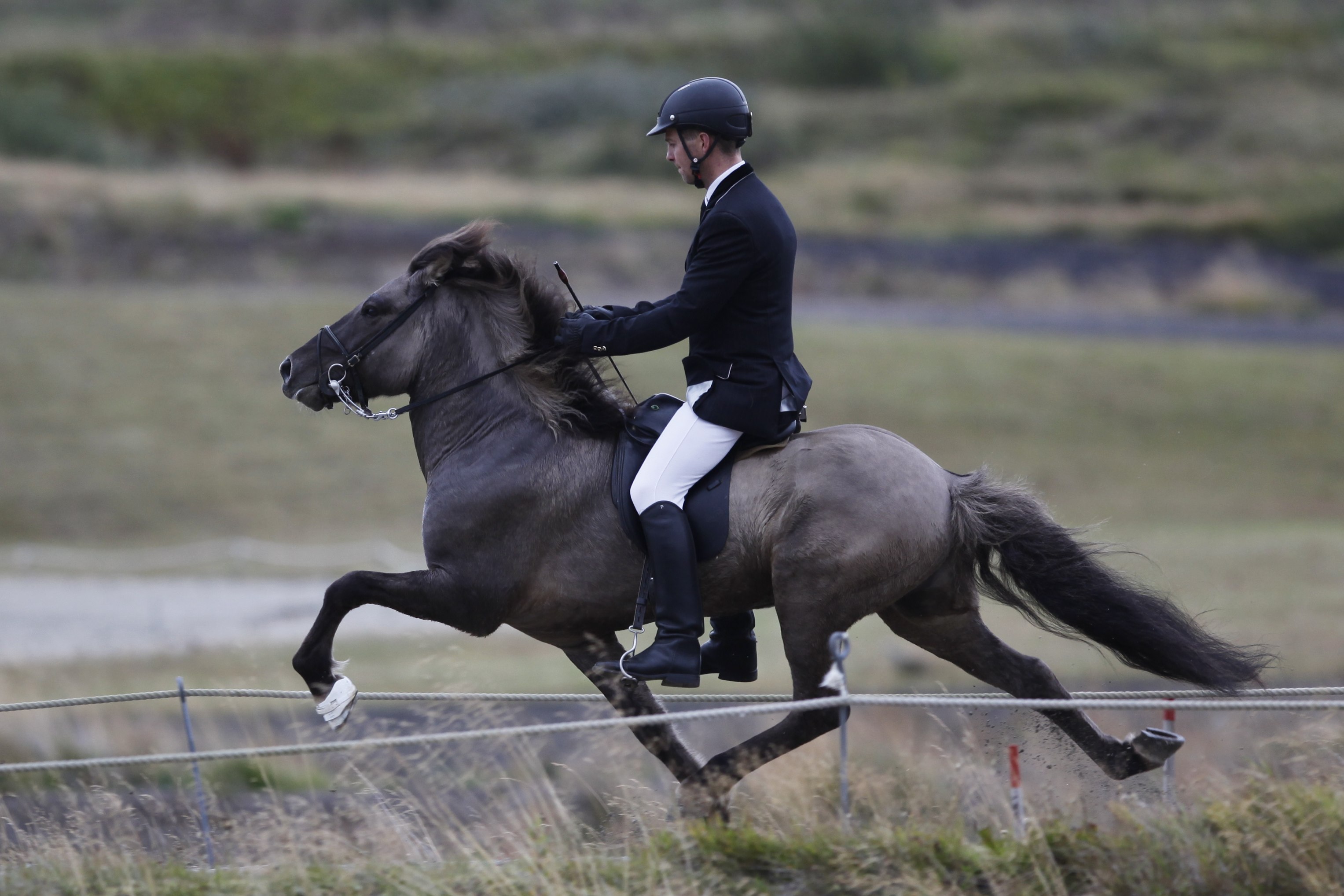 Il cavallo islandese e la sua particolare andatura: il tölt